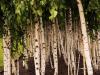 Birnam wood