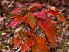 Fall Colors
