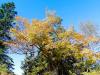 Tuft's Tree